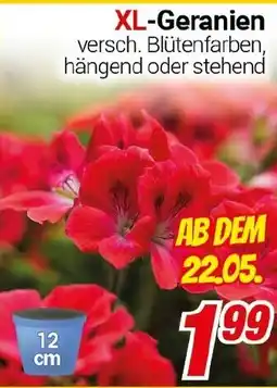 CENTERSHOP XL-Geranien Angebot