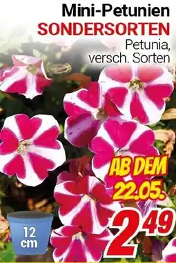 CENTERSHOP Mini-Petunien SONDERSORTEN Angebot