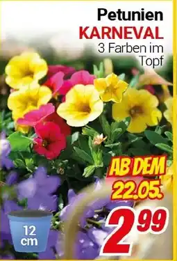 CENTERSHOP Petunien KARNEVAL Angebot