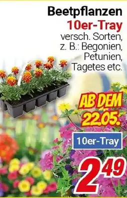 CENTERSHOP Beetpflanzen 10er-Tray Angebot