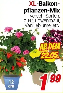 CENTERSHOP XL-Balkon- pflanzen-Mix Angebot