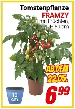 CENTERSHOP Tomatenpflanze FRAMZY Angebot