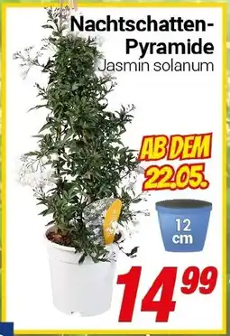 CENTERSHOP Nachtschatten Pyramide Angebot