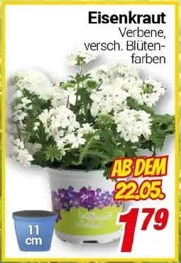 CENTERSHOP Eisenkraut Angebot