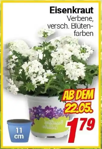 CENTERSHOP Eisenkraut Angebot