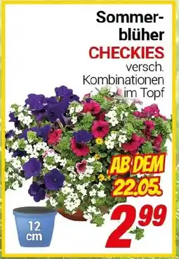 CENTERSHOP Sommerblüher CHECKIES Angebot