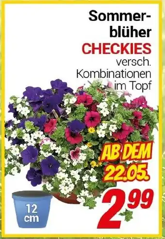 CENTERSHOP Sommerblüher CHECKIES Angebot