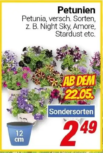 CENTERSHOP Petunien Angebot