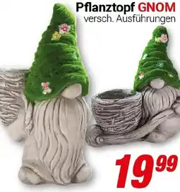 CENTERSHOP Pflanztopf GNOM Angebot