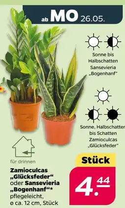 NETTO Zamioculcas „glücksfeder“ oder sansevieria „bogenhanf“ Angebot