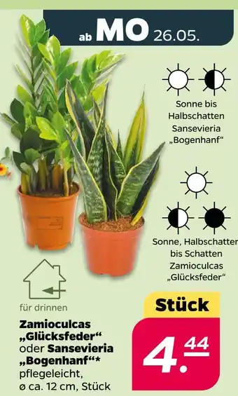 NETTO Zamioculcas „glücksfeder“ oder sansevieria „bogenhanf“ Angebot