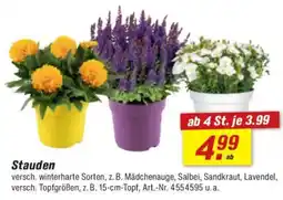 toom Baumarkt Stauden Angebot
