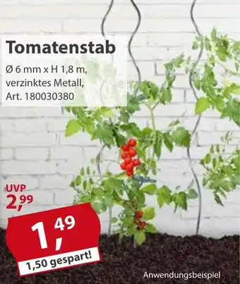 Sonderpreis Baumarkt Tomatenstab Angebot