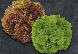 Handelshof Salat Lollo Rosso Angebot