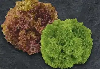 Handelshof Salat Lollo Rosso Angebot