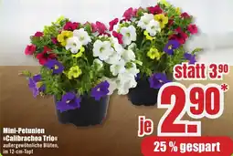 B1 Discount Baumarkt Mini-Petunien Calibrachoa Trio Angebot