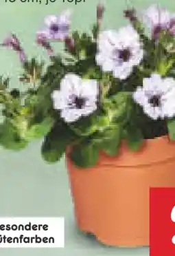 Netto Marken-Discount Petunie Angebot