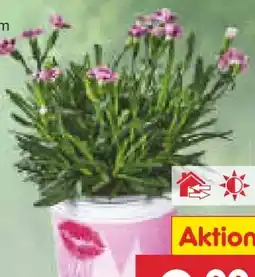 Netto Marken-Discount Nelken Angebot