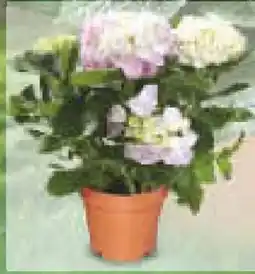 Netto Marken-Discount Hortensien Angebot