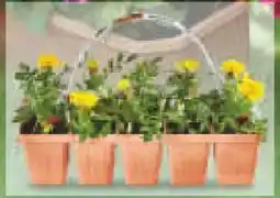 Netto Marken-Discount Beetpflanzen Angebot