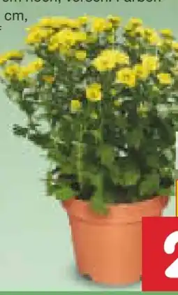 Netto Marken-Discount Chrysanthemen Santini Angebot