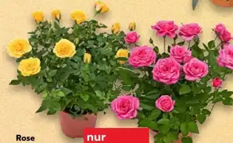 Kaufland Rosen-Strauß Angebot