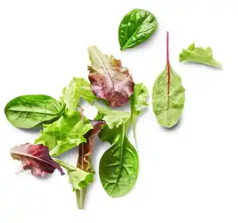 Kaufland Pflücksalat Angebot