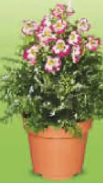 Netto Marken-Discount Bauernorchidee Angebot