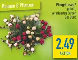 diska Pfingstrosen Angebot