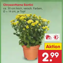 Netto Marken-Discount Chrysantheme santini Angebot