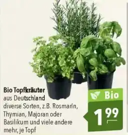 CITTI Markt Bio Topfkräuter Angebot