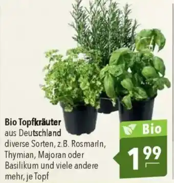 CITTI Markt Bio Topfkräuter Angebot