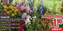 B1 Discount Baumarkt Stauden-Mix Angebot