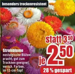 B1 Discount Baumarkt Strohblume Angebot