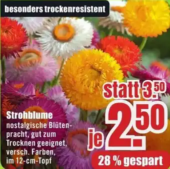 B1 Discount Baumarkt Strohblume Angebot