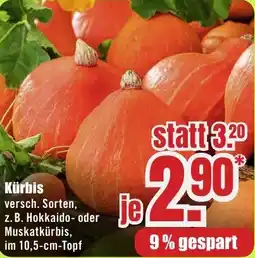 B1 Discount Baumarkt Kürbis Angebot