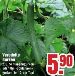 B1 Discount Baumarkt Veredelte Gurken Angebot