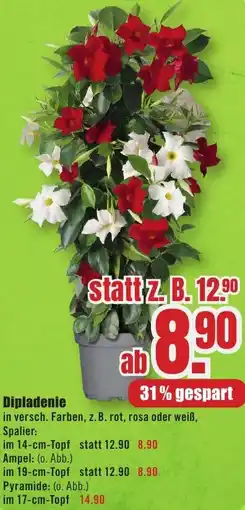 B1 Discount Baumarkt Dipladenie Angebot