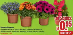 B1 Discount Baumarkt Sommerblumen Angebot