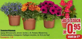 B1 Discount Baumarkt Sommerblumen Angebot