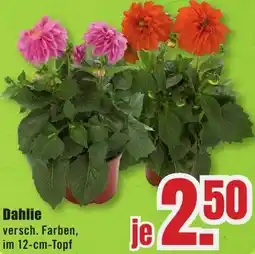 B1 Discount Baumarkt Dahlie Angebot