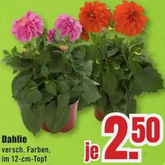 B1 Discount Baumarkt Dahlie Angebot