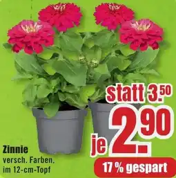 B1 Discount Baumarkt Zinnie Angebot