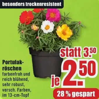 B1 Discount Baumarkt Portulakröschen Angebot