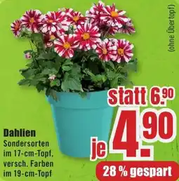 B1 Discount Baumarkt Dahlien Angebot