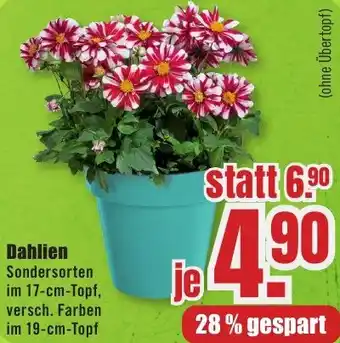 B1 Discount Baumarkt Dahlien Angebot