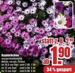 B1 Discount Baumarkt Kapkörbchen Angebot