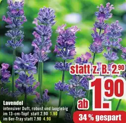 B1 Discount Baumarkt Lavendel Angebot