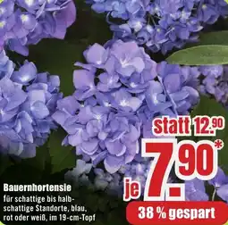 B1 Discount Baumarkt Bauernhortensie Angebot