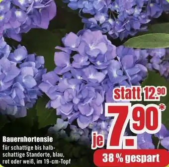 B1 Discount Baumarkt Bauernhortensie Angebot